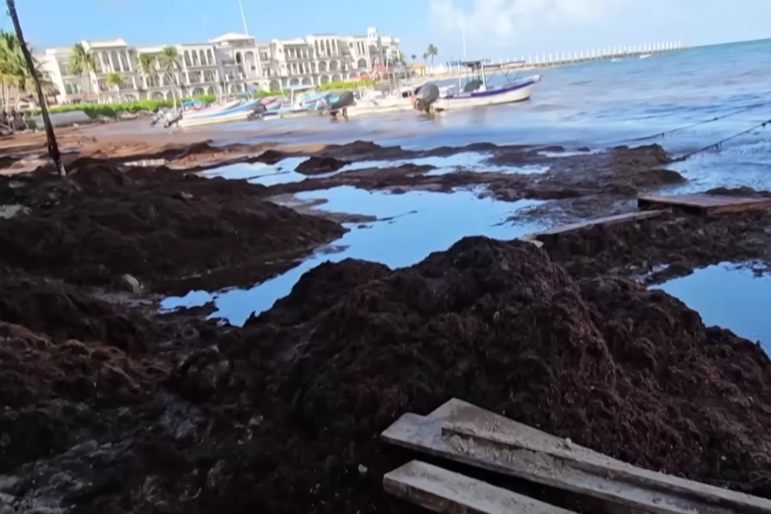 El enemigo invisible que ahoga las playas del Caribe y pone en jaque al turismo