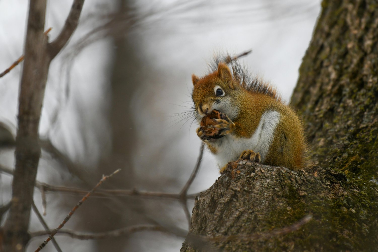 El secreto que salvó a los mamíferos de Sudamérica de una extinción global