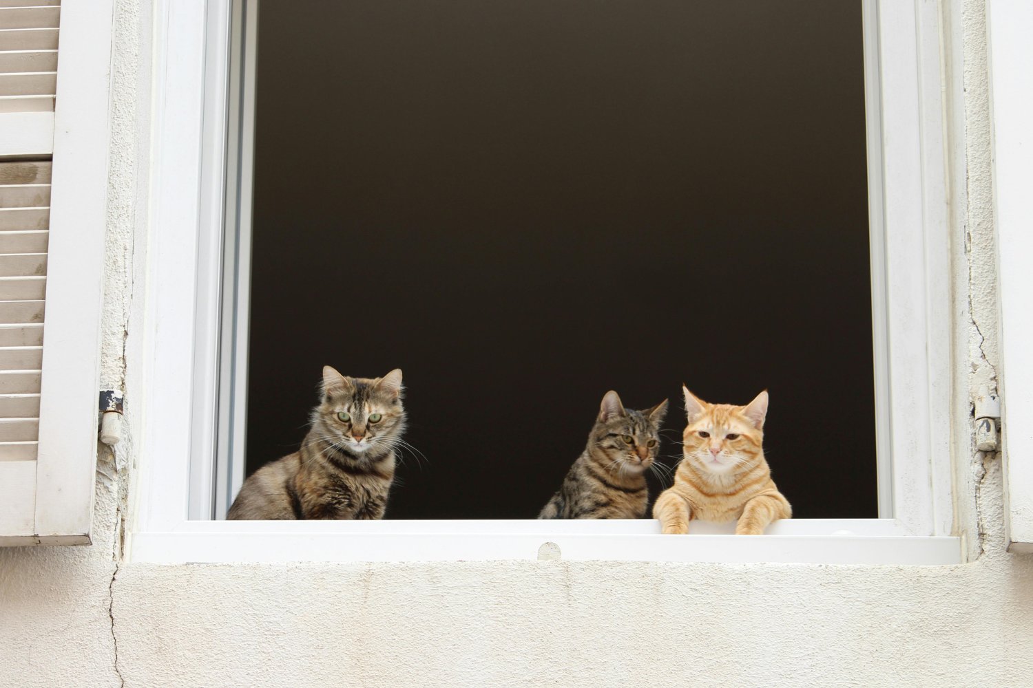 La sorprendente forma en que los gatos descubren quién eres sin verte