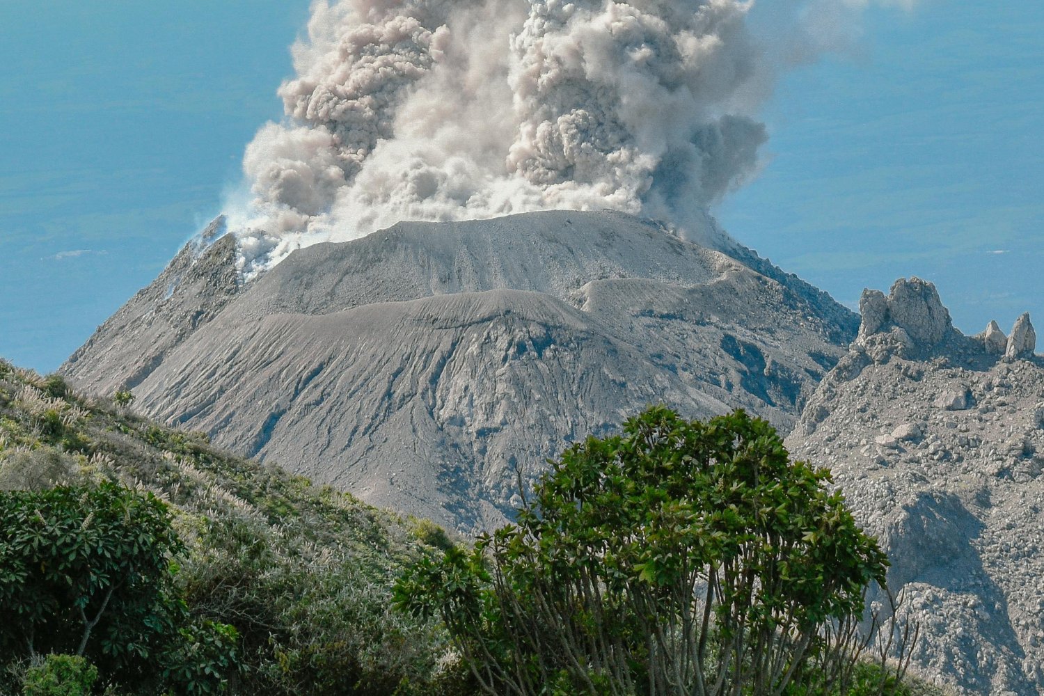 Los árboles tienen un secreto que podría salvar vidas antes de una erupción volcánica