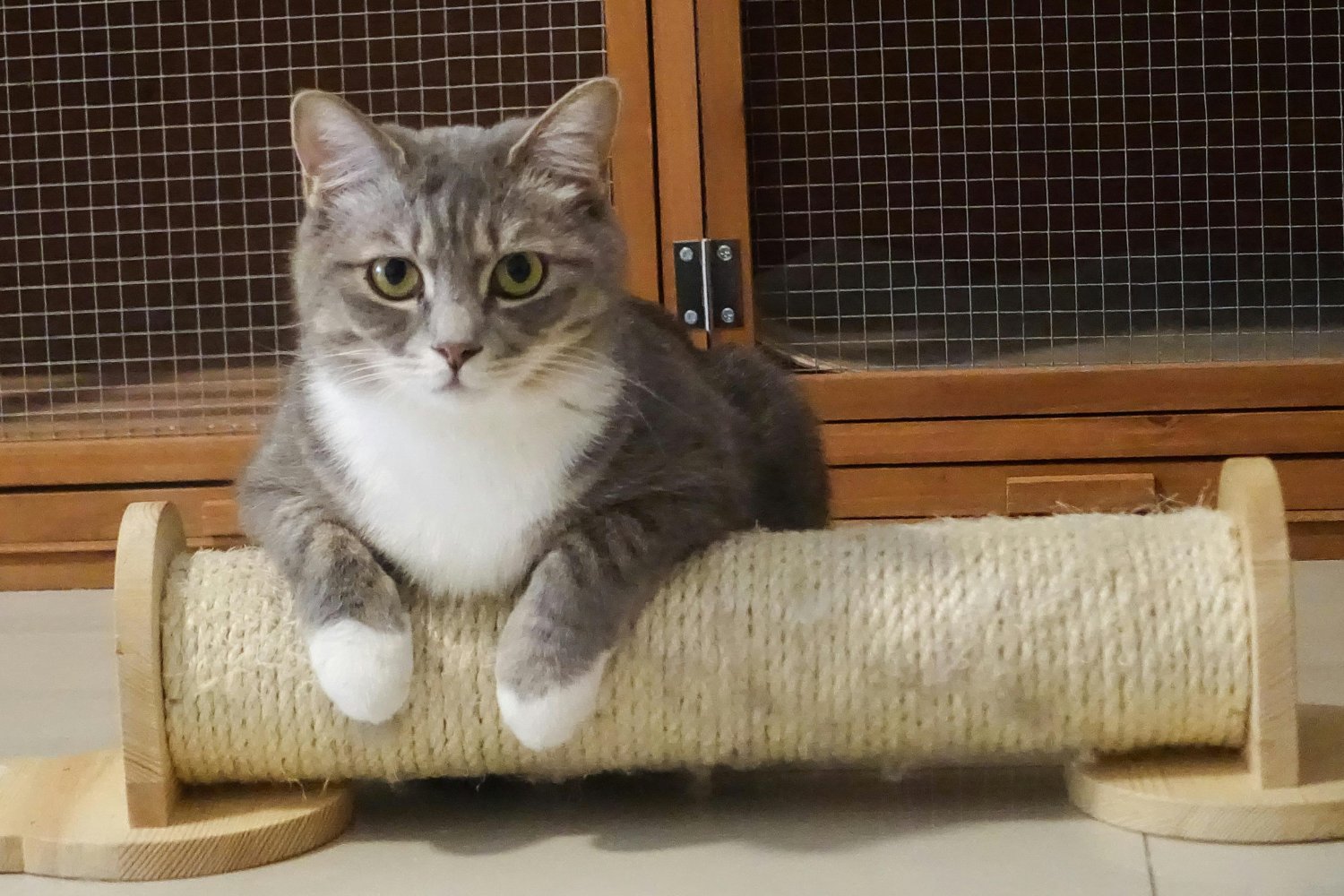 La sorprendente forma en que los gatos descubren quién eres sin verte