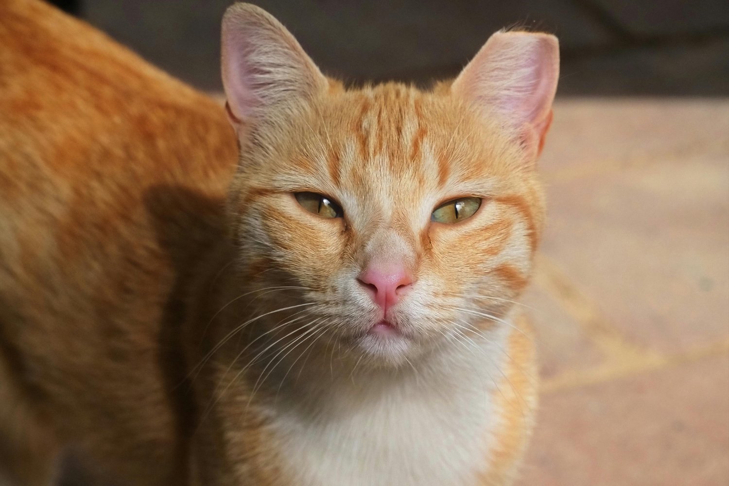 La sorprendente forma en que los gatos descubren quién eres sin verte