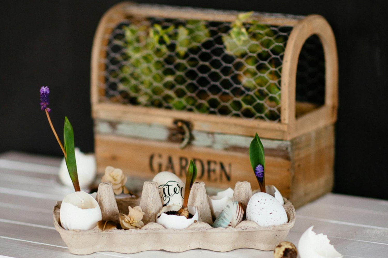 Cómo un sencillo truco de cocina puede transformar tus plantas y tu huerto sin gastar un euro