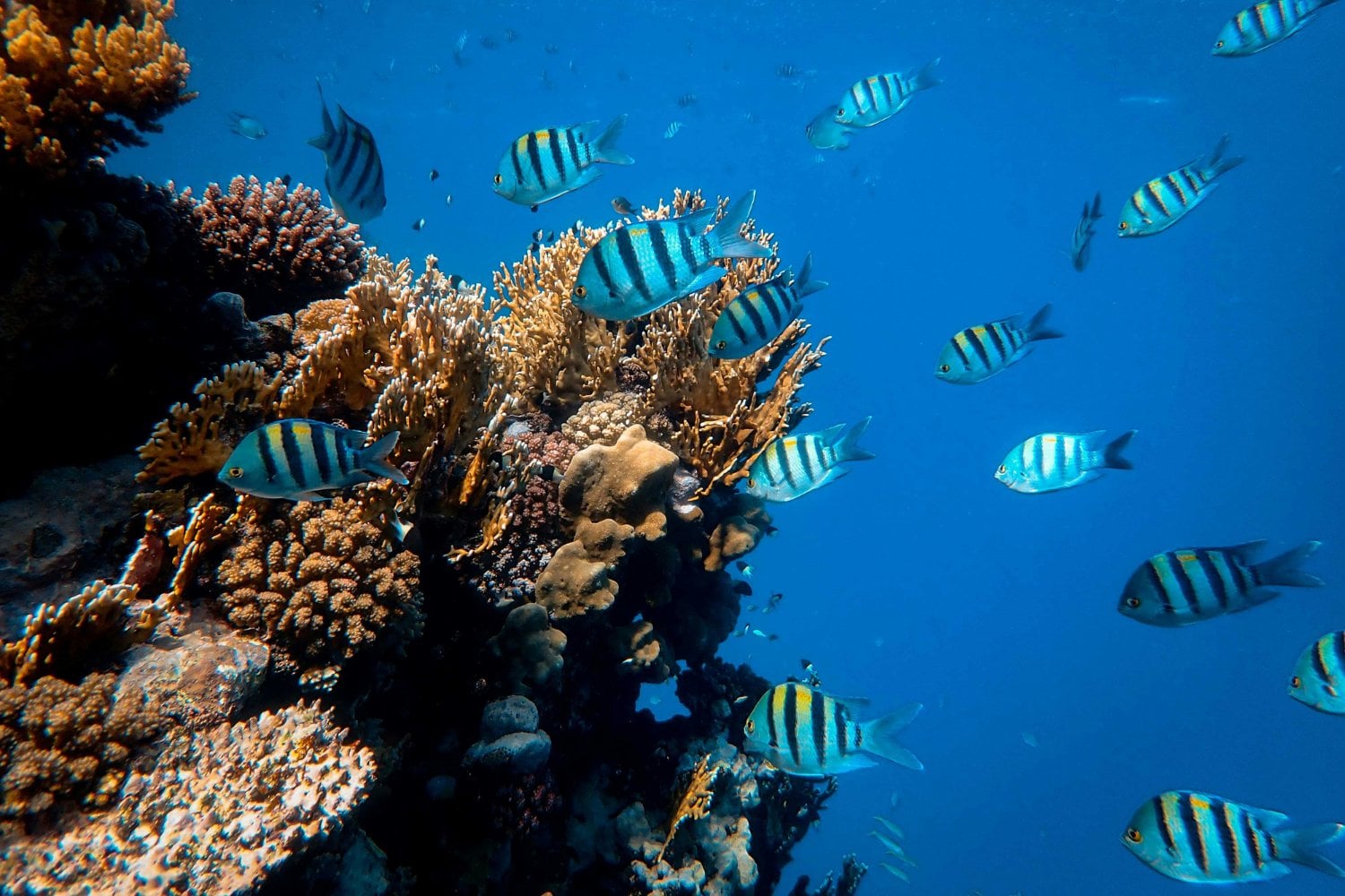 El misterio oculto bajo las olas: descubren entidades marinas que reescriben la historia de la vida