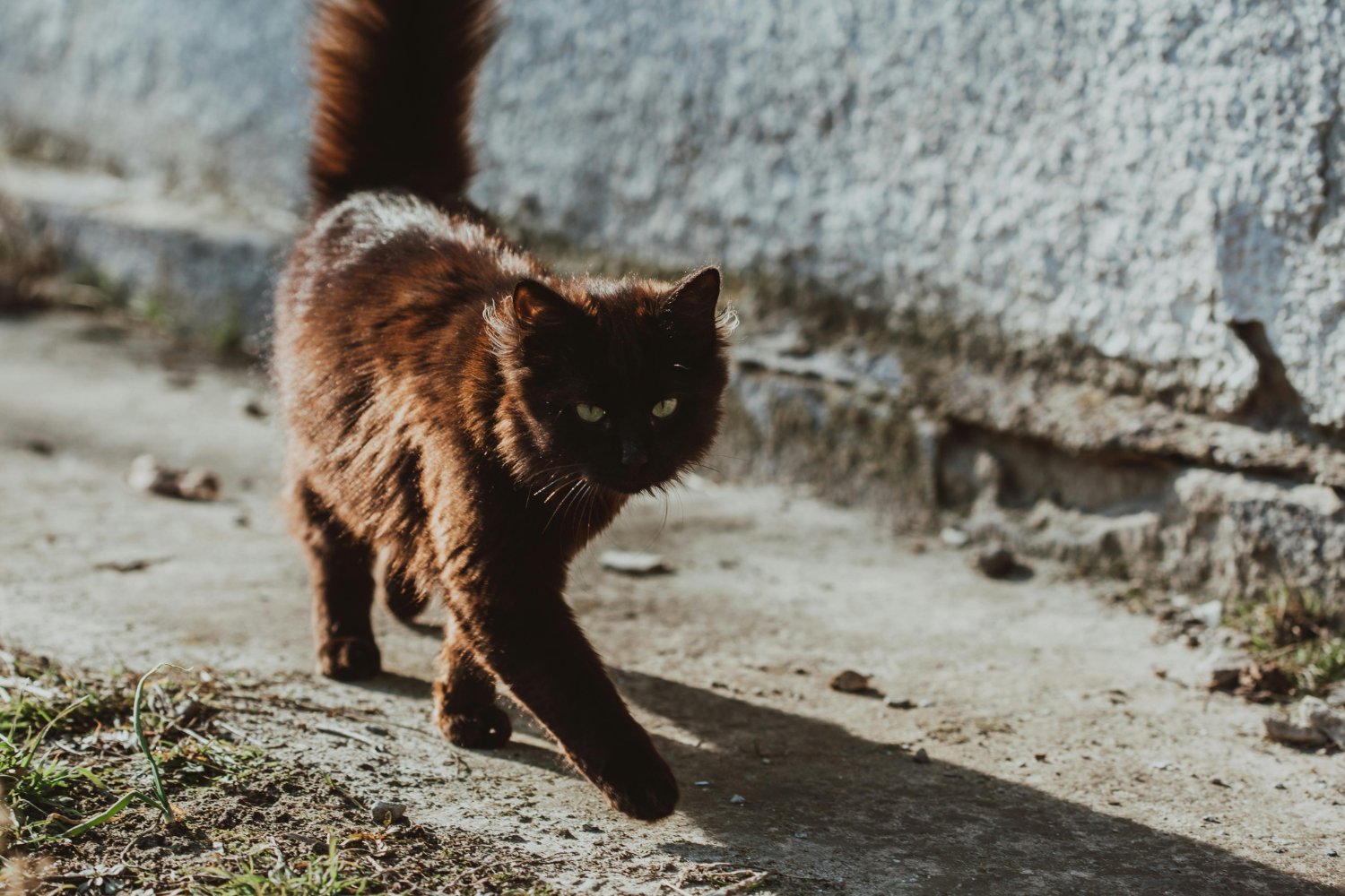 El misterioso desayuno que compartían los gatos más longevos del mundo