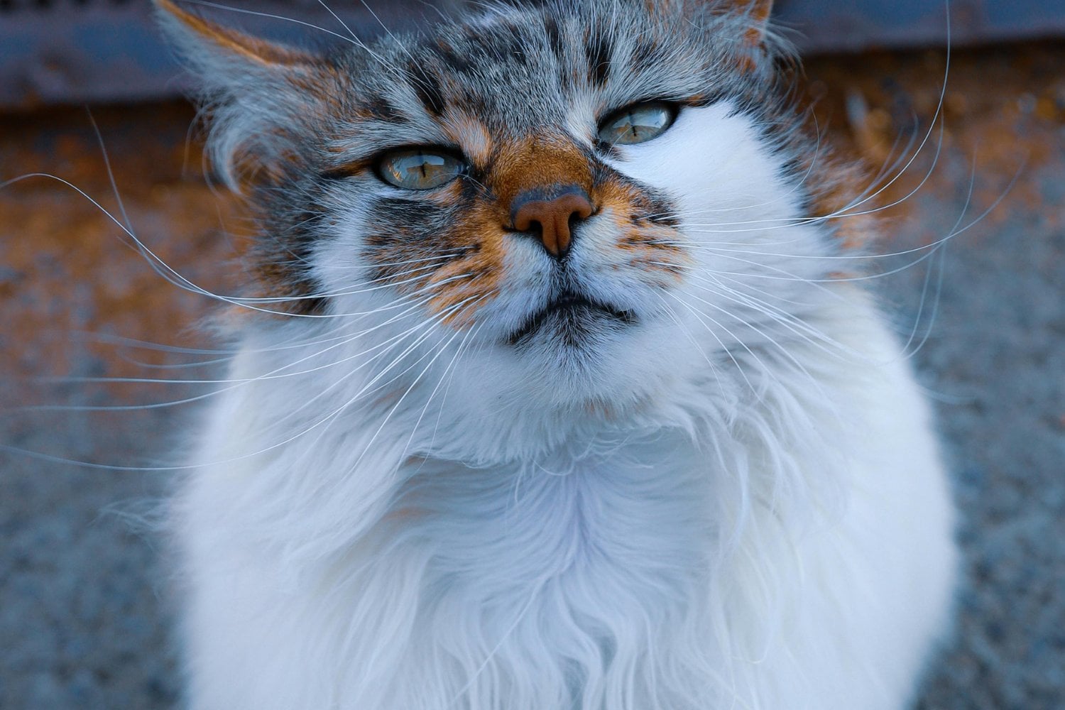 El misterioso desayuno que compartían los gatos más longevos del mundo