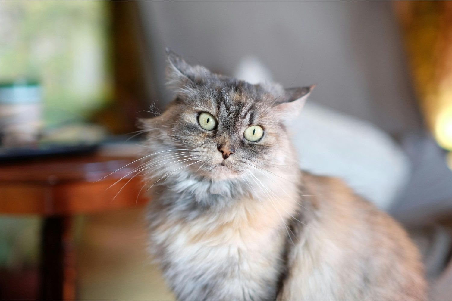 El misterioso desayuno que compartían los gatos más longevos del mundo