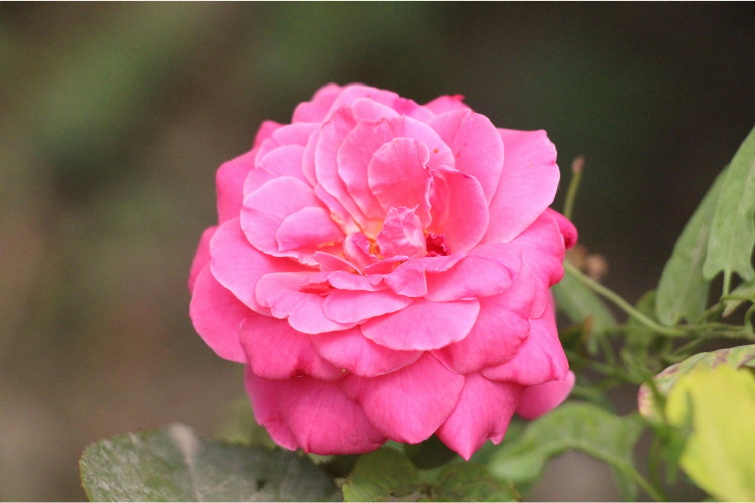 La flor que la inteligencia artificial no puede comprender