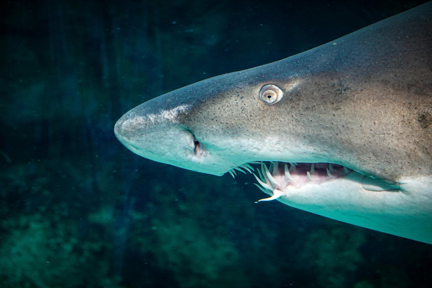 ¿Por qué los tiburones tienen "nariz" si no respiran aire? El sorprendente poder oculto de su olfato