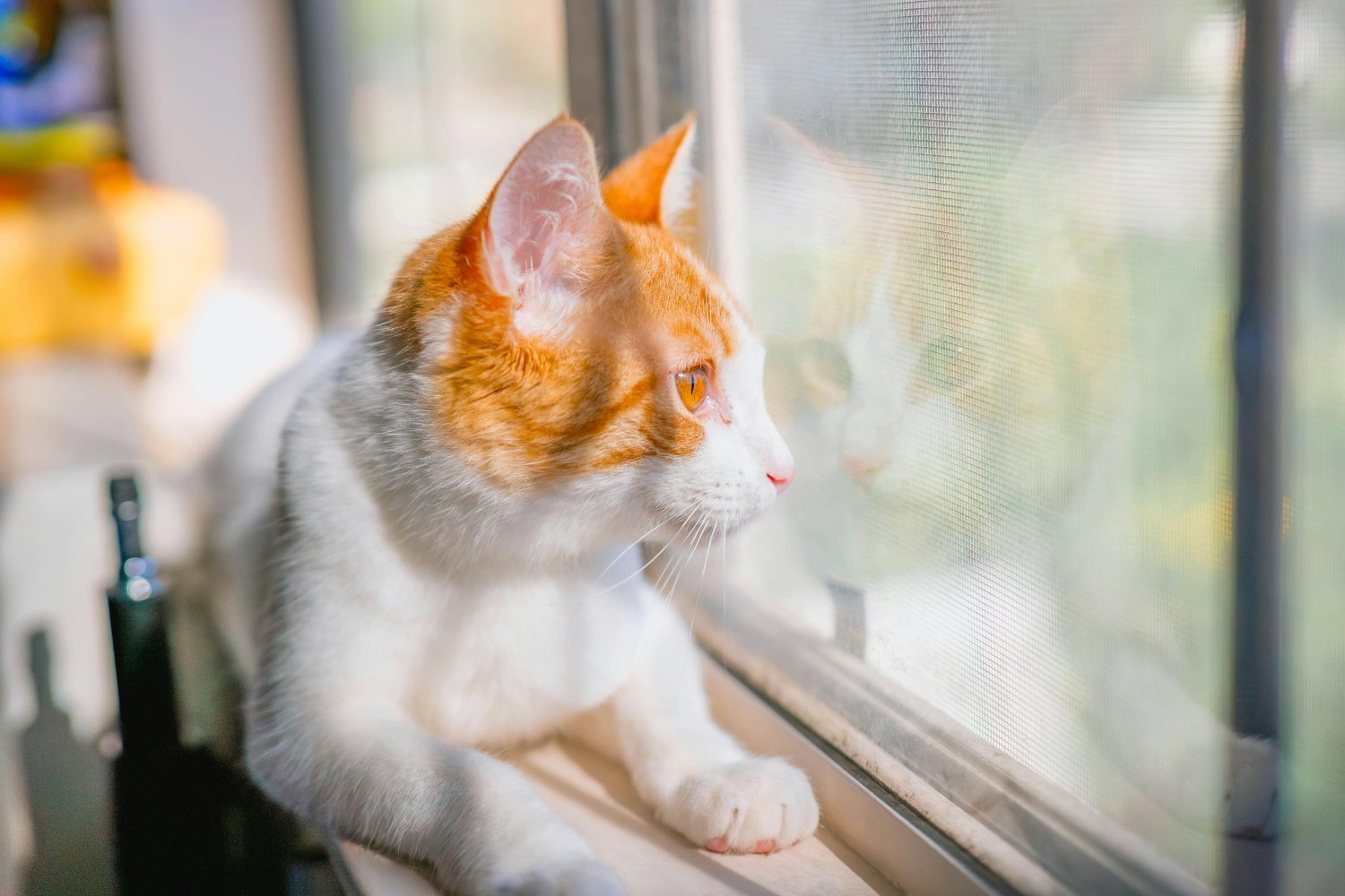 El rincón secreto que todo gato necesita en las noches de invierno