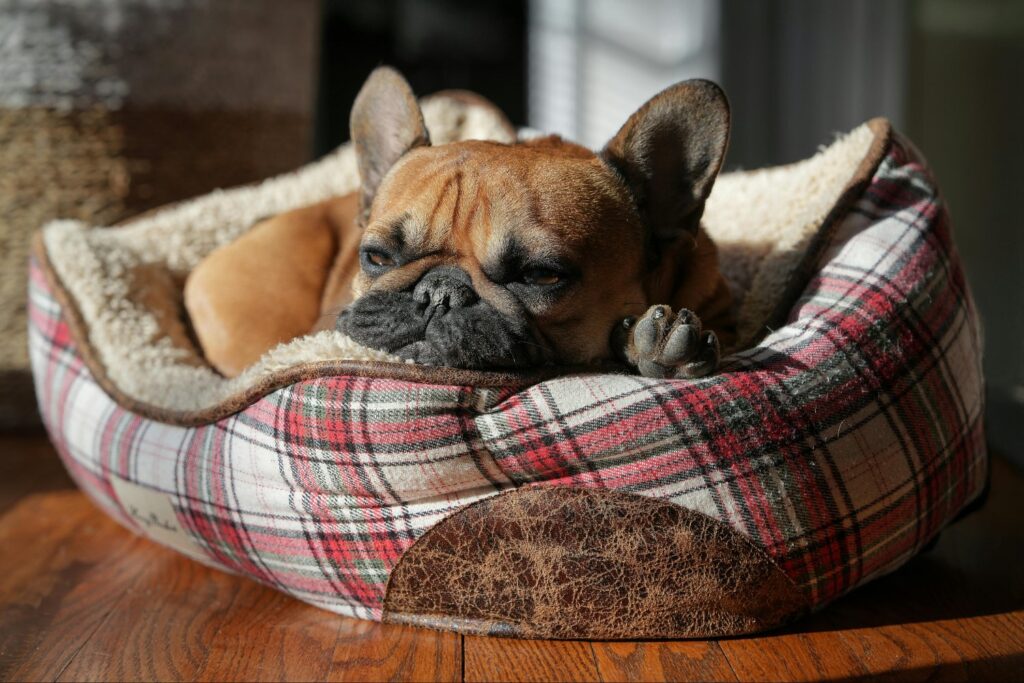 Dónde duermen los perros en invierno: lo que nadie te contó y necesitas saber