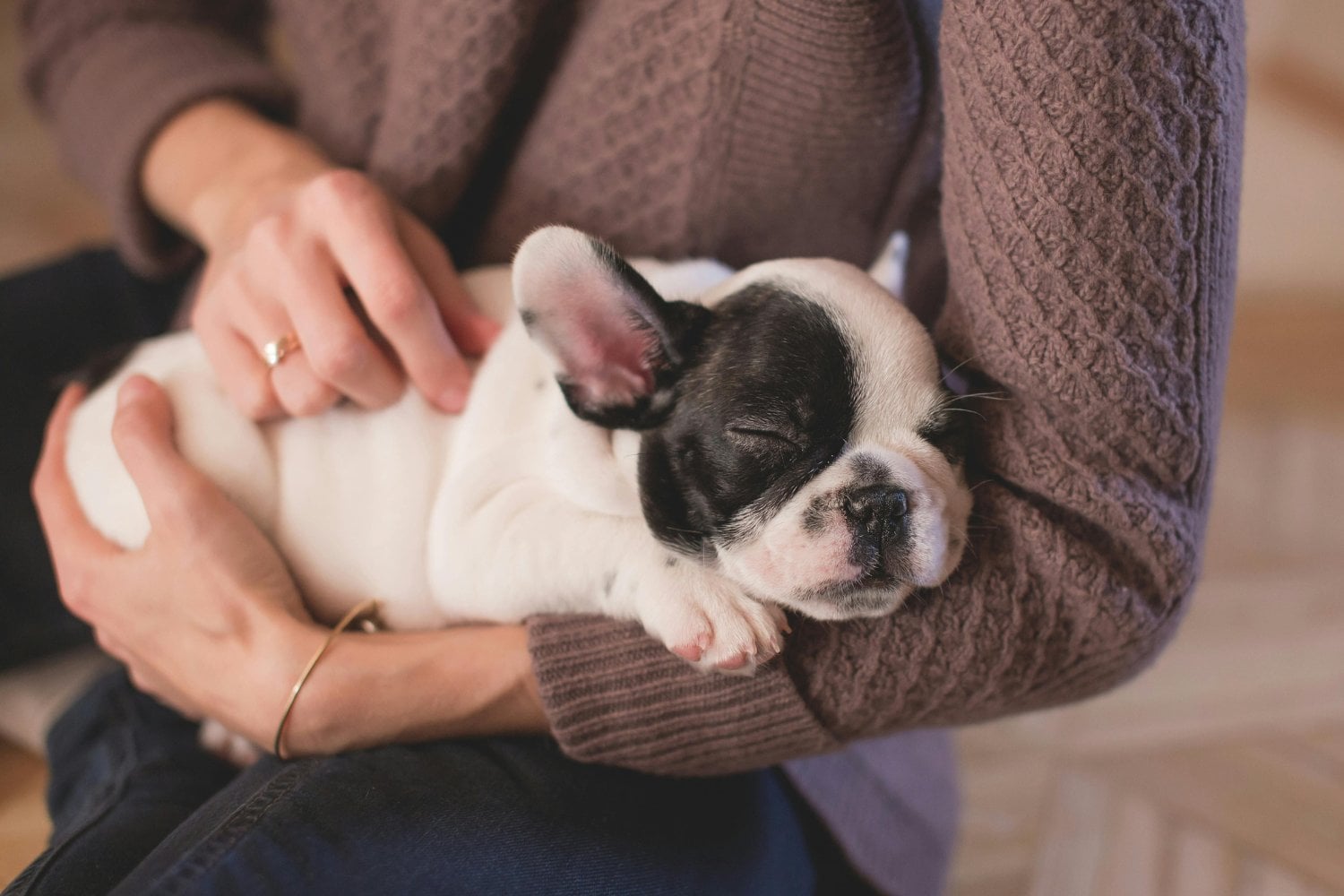Dónde duermen los perros en invierno: lo que nadie te contó y necesitas saber