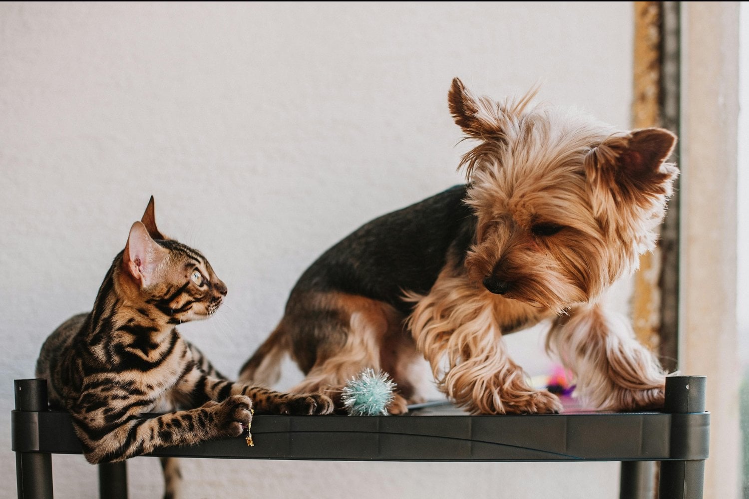 Lo que tu mascota favorita revela de ti: un enigma que quizá nunca imaginaste