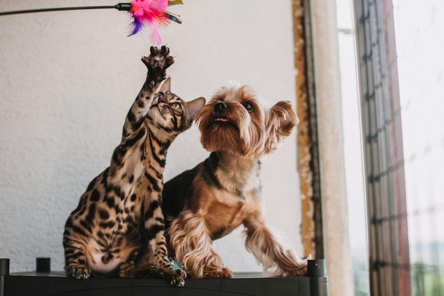 Lo que tu mascota favorita revela de ti: un enigma que quizá nunca imaginaste