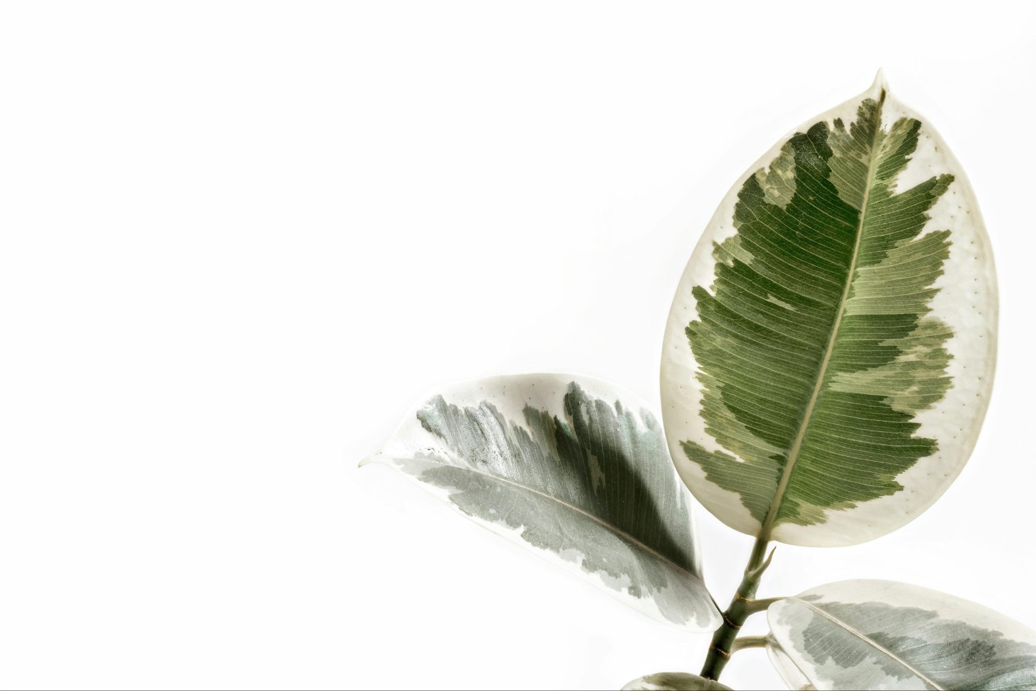 La planta que podría estar limpiando el aire de tu casa sin que lo sepas
