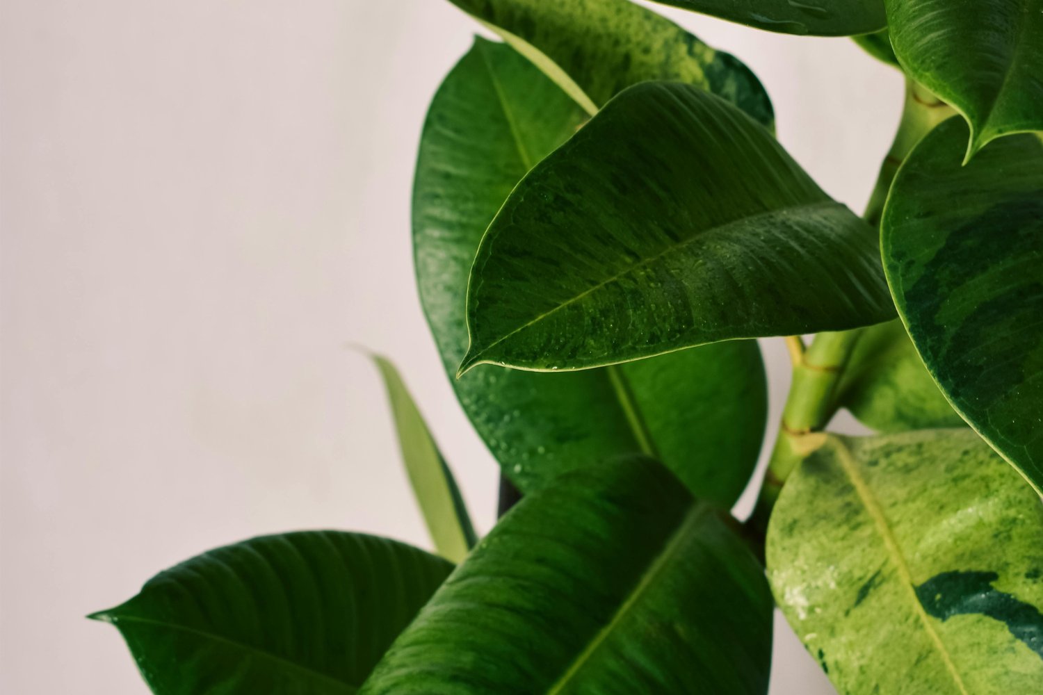 La planta que podría estar limpiando el aire de tu casa sin que lo sepas