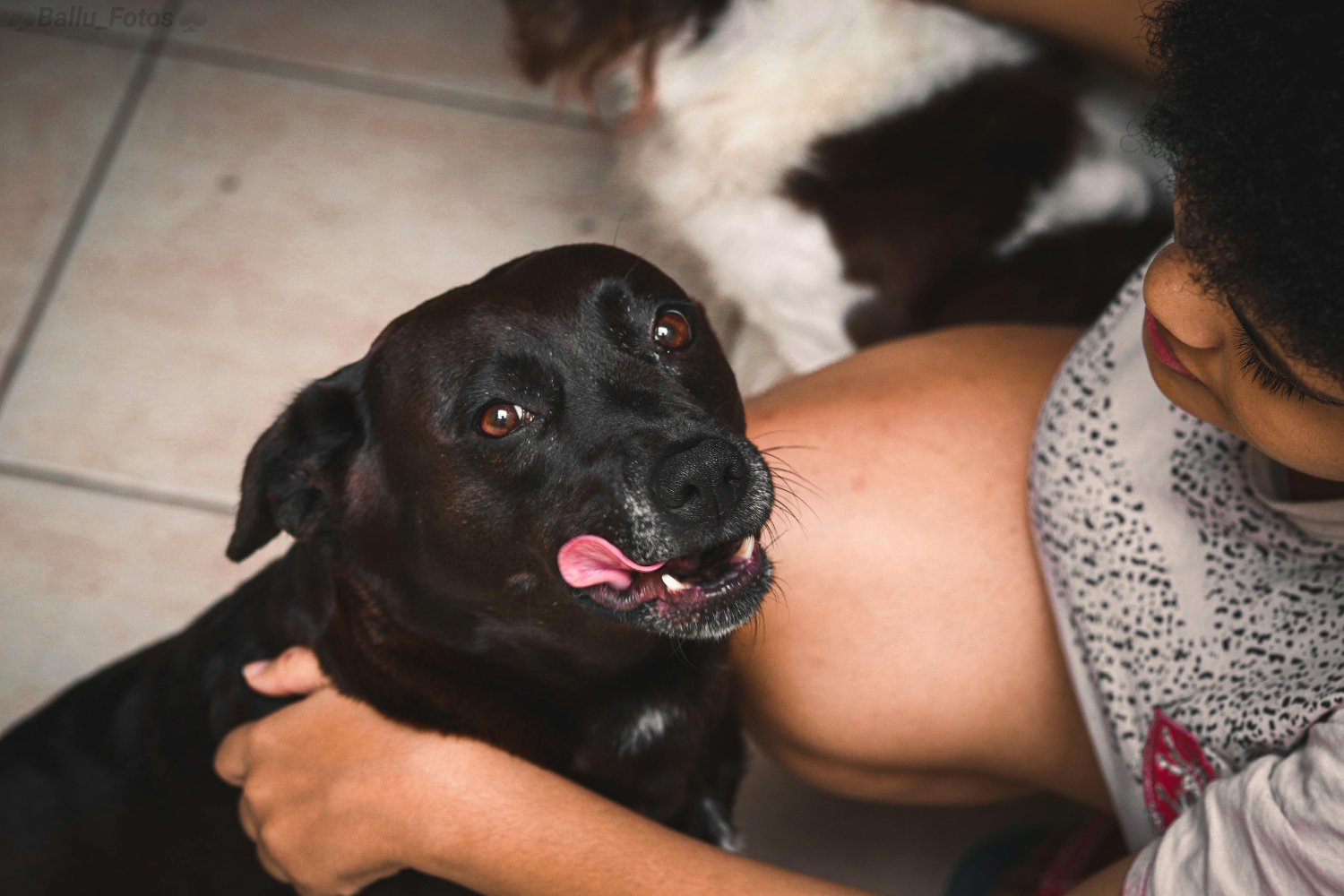Cómo ayudar a tu perro ansioso: claves que transforman su bienestar