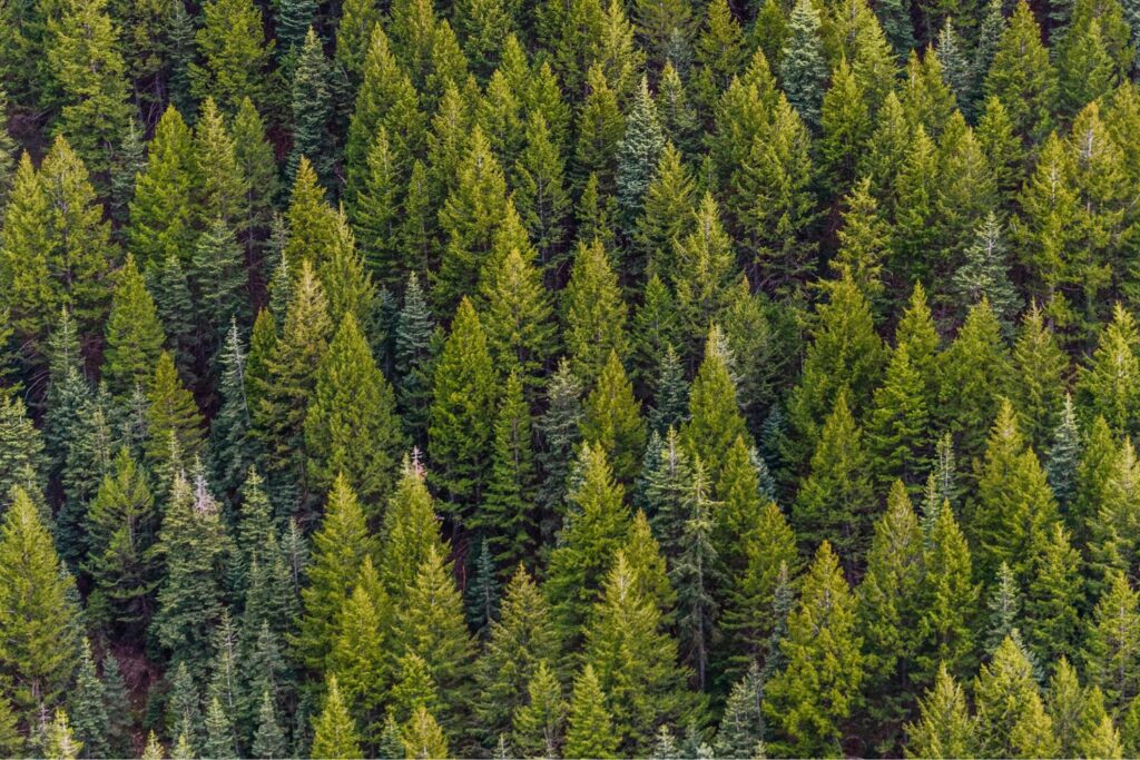 ¿Pueden los árboles aprender del pasado? El sorprendente “recuerdo” que los hace resistir mejor las sequías