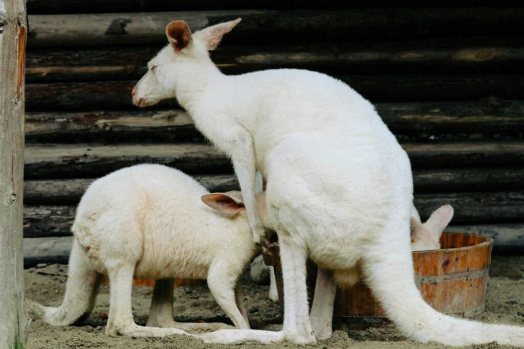 El enigma blanco: los secretos y peligros ocultos de los animales albinos