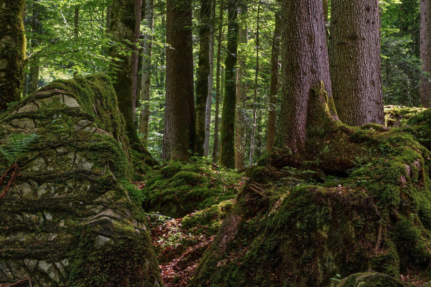 ¿Pueden los árboles aprender del pasado? El sorprendente “recuerdo” que los hace resistir mejor las sequías