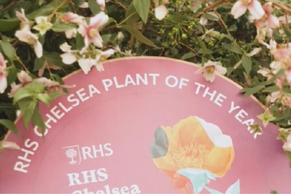 Un arbusto rosa, un retiro y un premio inesperado: la historia que emocionó al jurado