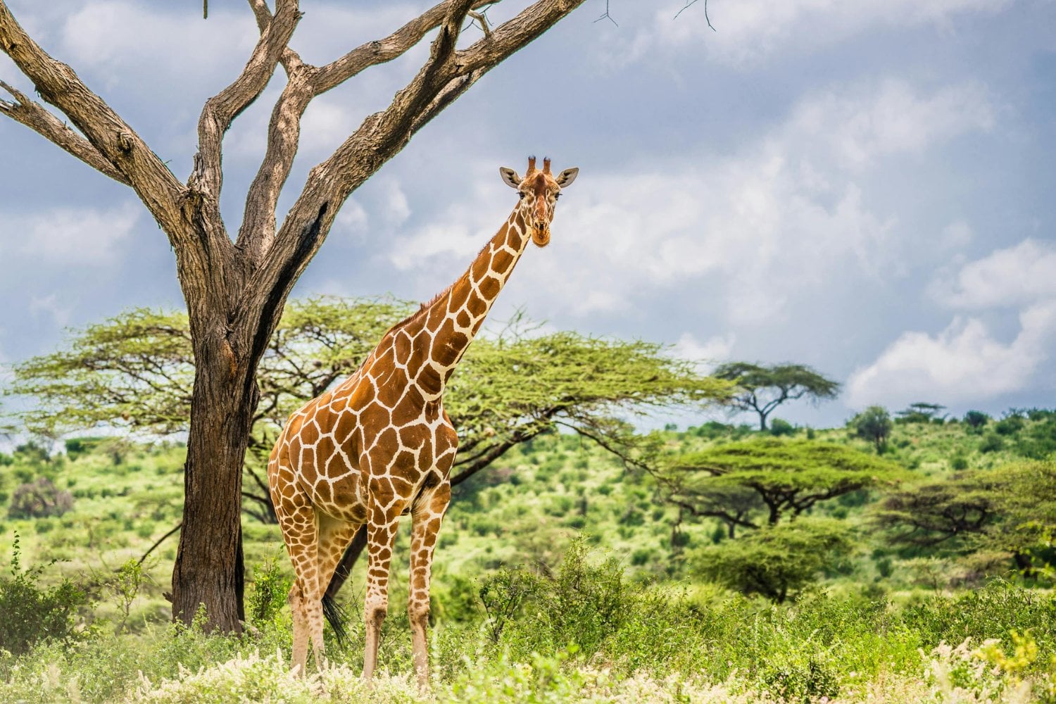 Una fuerza oculta bajo África podría cambiar el mapa del mundo