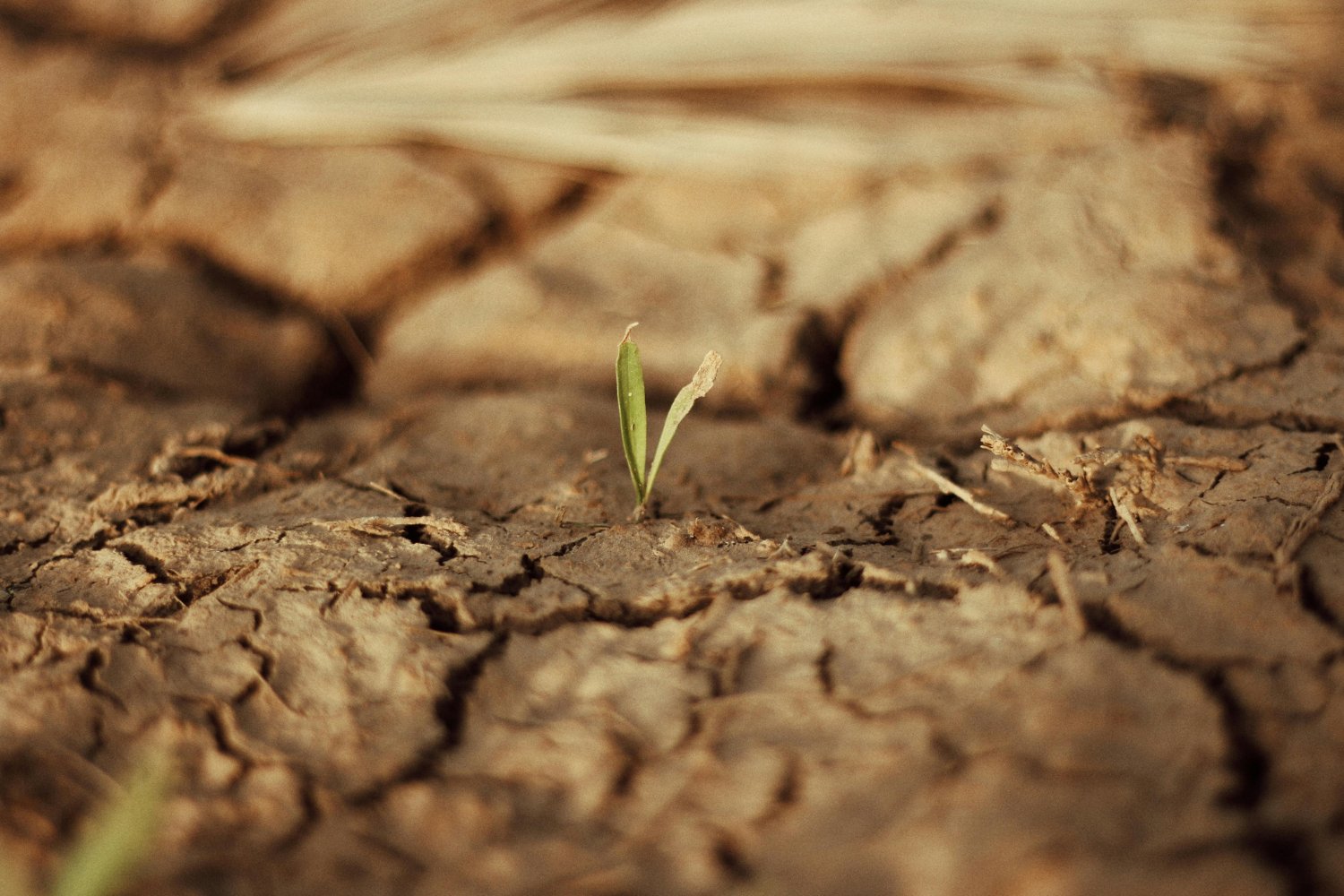 Día mundial de la desertificación: el secreto bajo tus pies que podría cambiar nuestro futuro
