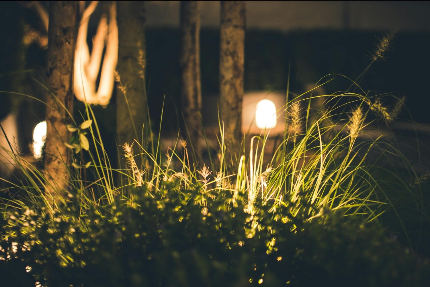 Las luces urbanas que están cambiando el ritmo secreto de las plantas: un hallazgo inquietante