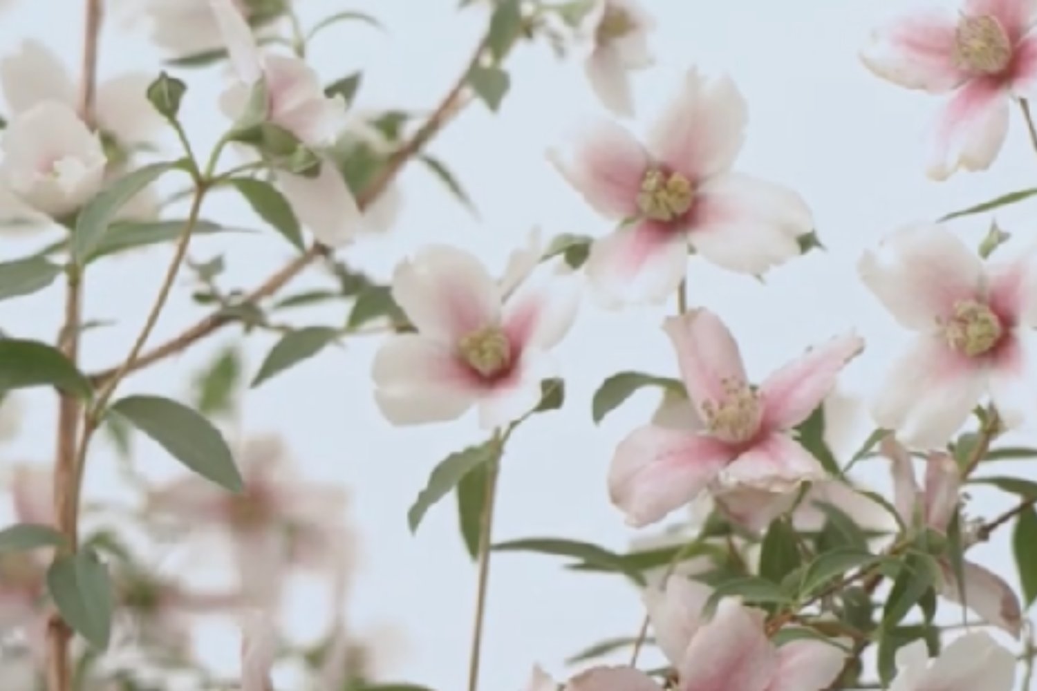 Un arbusto rosa, un retiro y un premio inesperado: la historia que emocionó al jurado