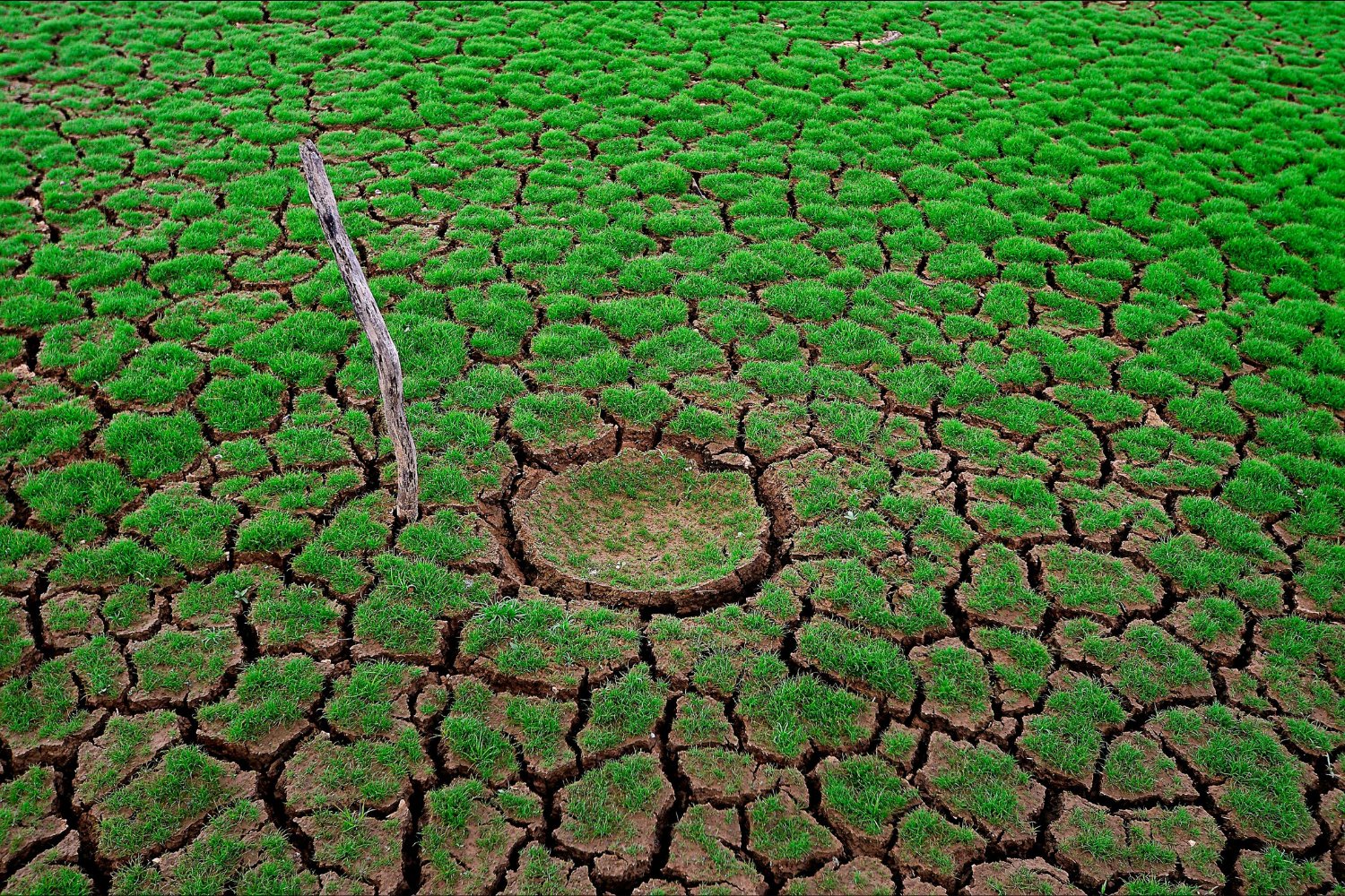 Día mundial de la desertificación: el secreto bajo tus pies que podría cambiar nuestro futuro