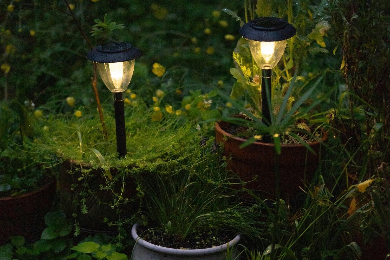 Las luces urbanas que están cambiando el ritmo secreto de las plantas: un hallazgo inquietante