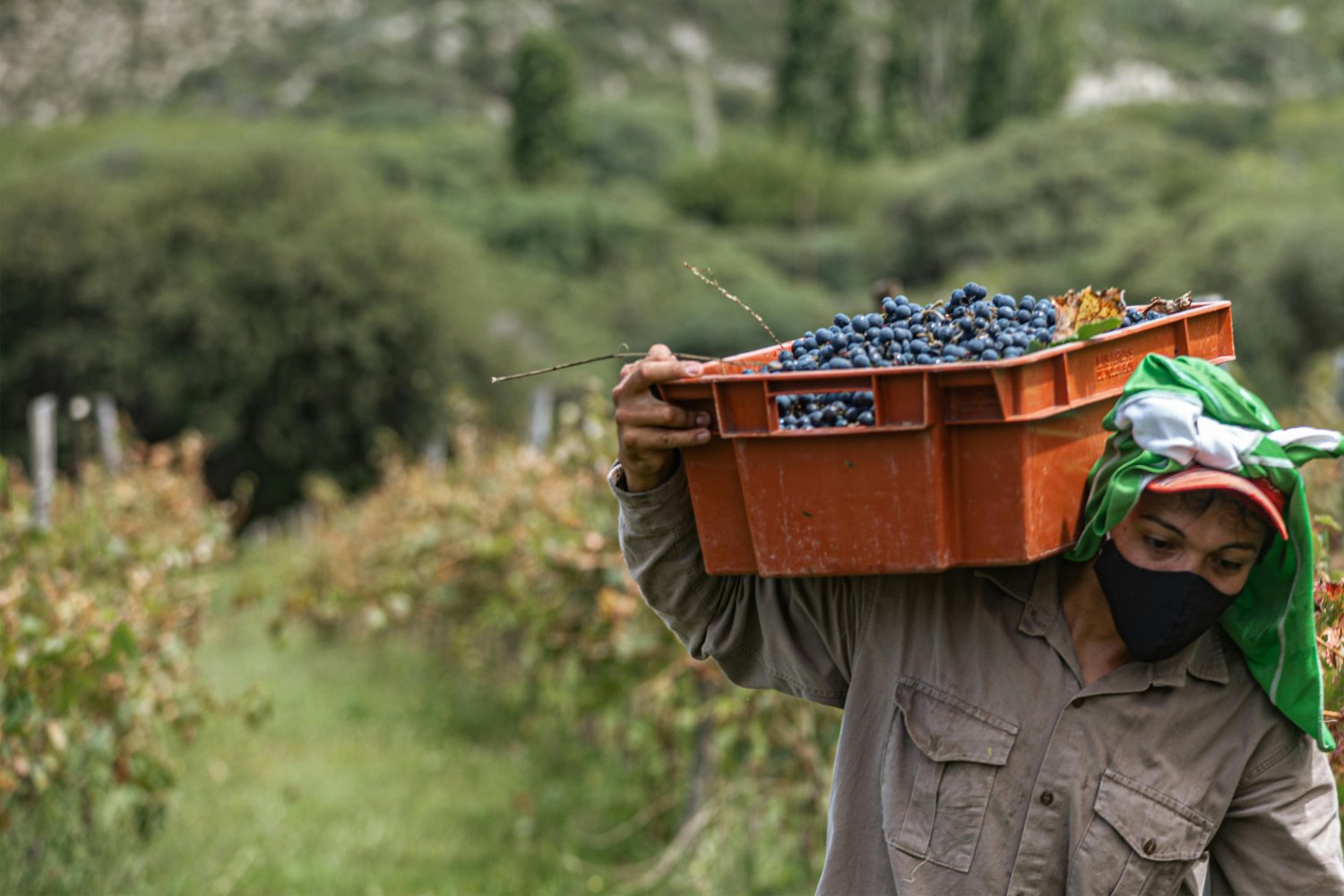 ¿Y si el cartón no fuera la opción más ecológica?