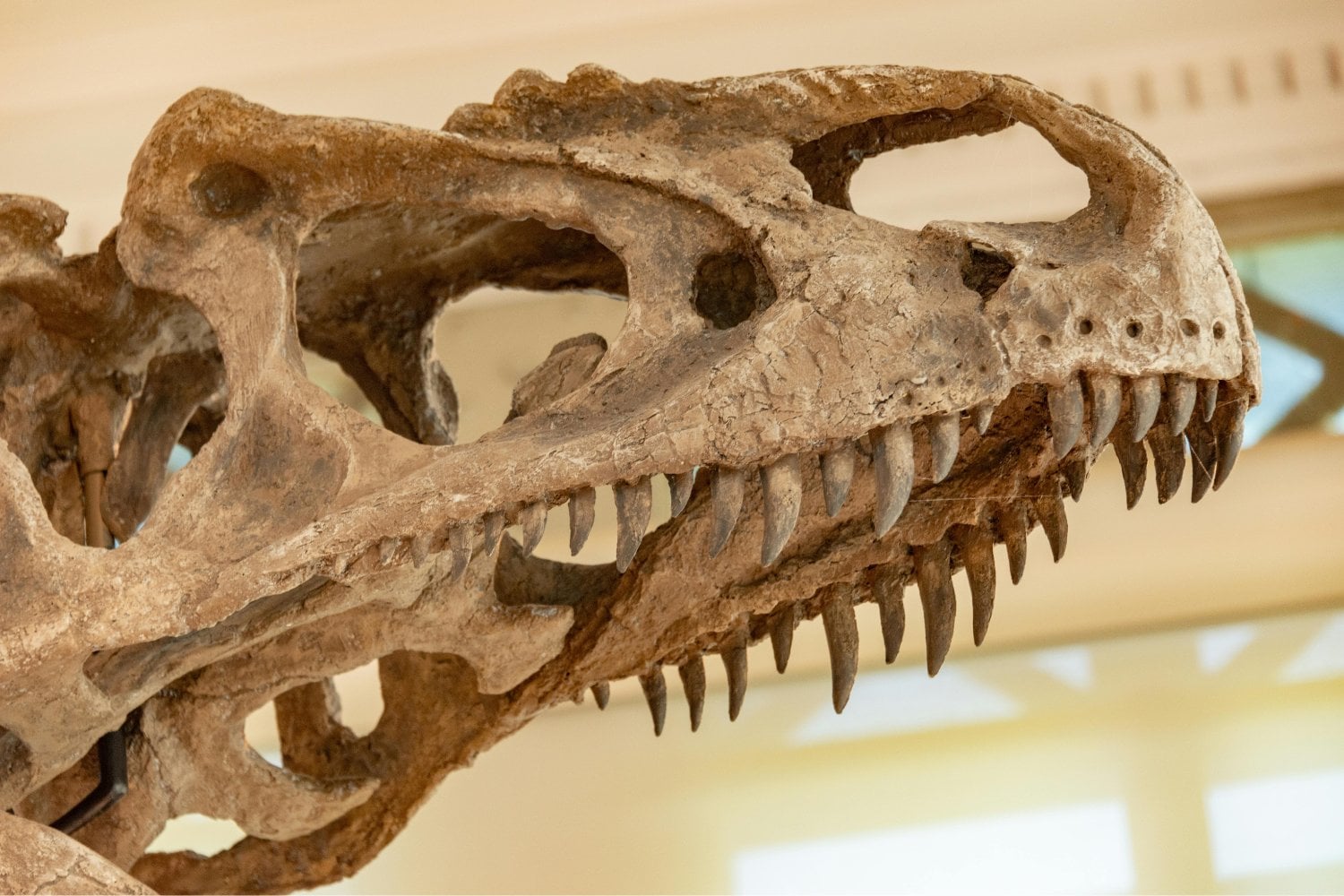 El insólito secreto del dinosaurio que desgastaba sus dientes a diario