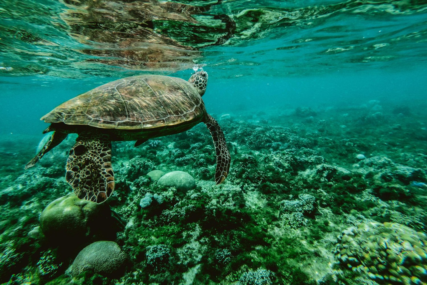 Las anclas de los barcos están devastando el fondo marino de la Antártida: el impacto oculto que casi nadie ve