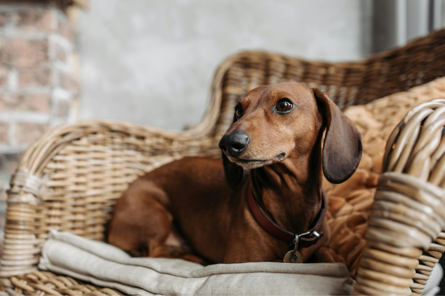 Lo que esconde la mirada de tu perro: el misterioso vínculo detrás de sus parpadeos