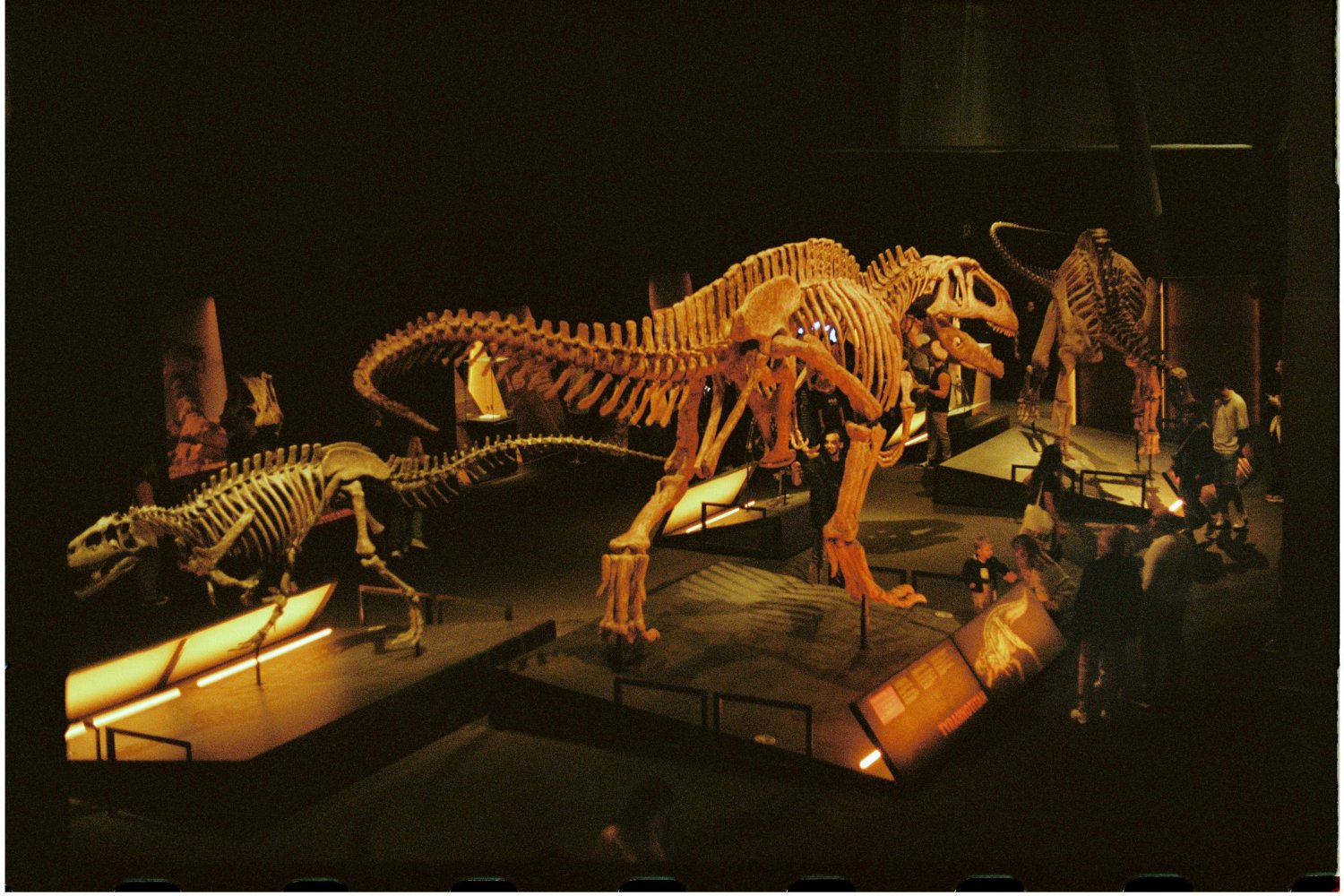 El insólito secreto del dinosaurio que desgastaba sus dientes a diario