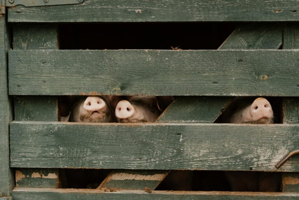 Así comenzó la sorprendente amistad entre humanos y cerdos hace 8.000 años: un hallazgo que lo cambia todo