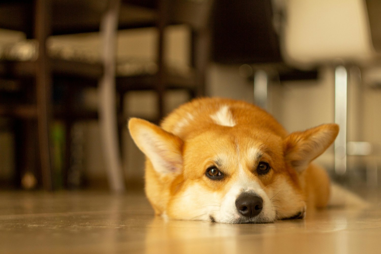 Lo que esconde la mirada de tu perro: el misterioso vínculo detrás de sus parpadeos