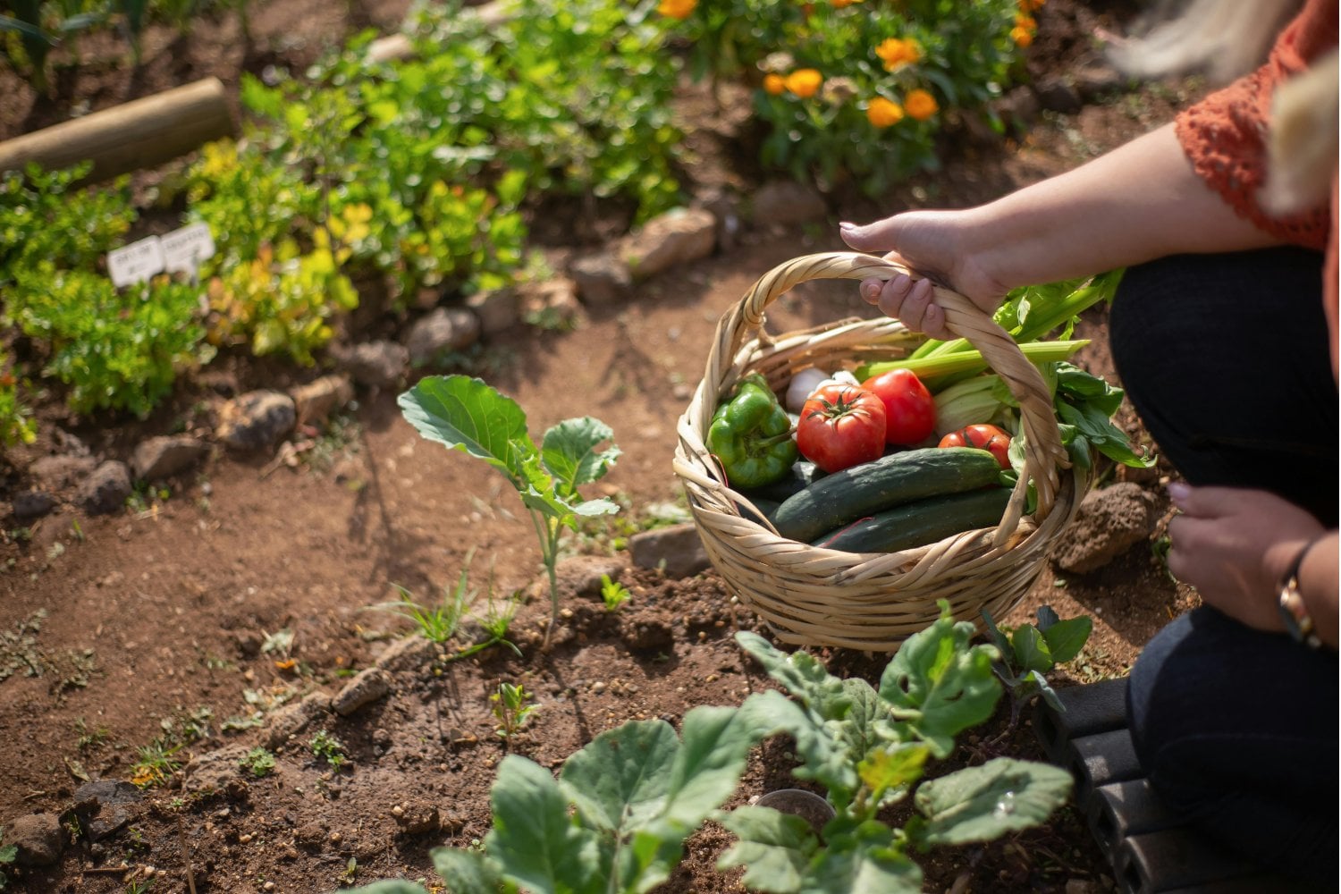 ¿Por qué tus tomates no prosperan? Las claves ocultas para que tu huerto explote de vida