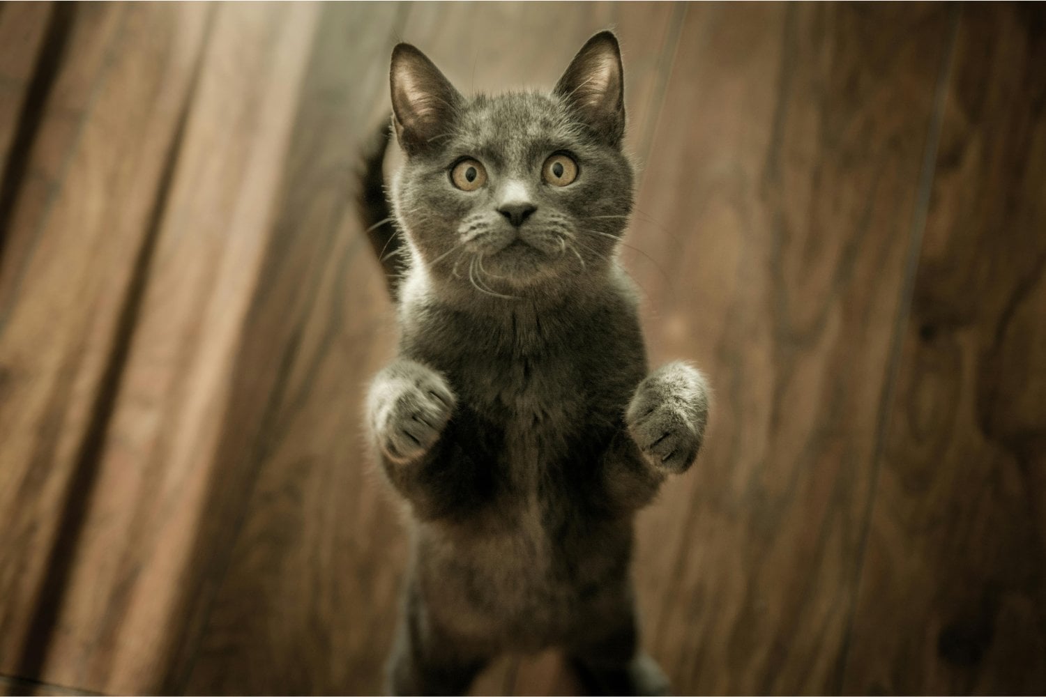 Por qué no entiendes a tu gato (y cómo eso podría estar arruinando vuestra convivencia)