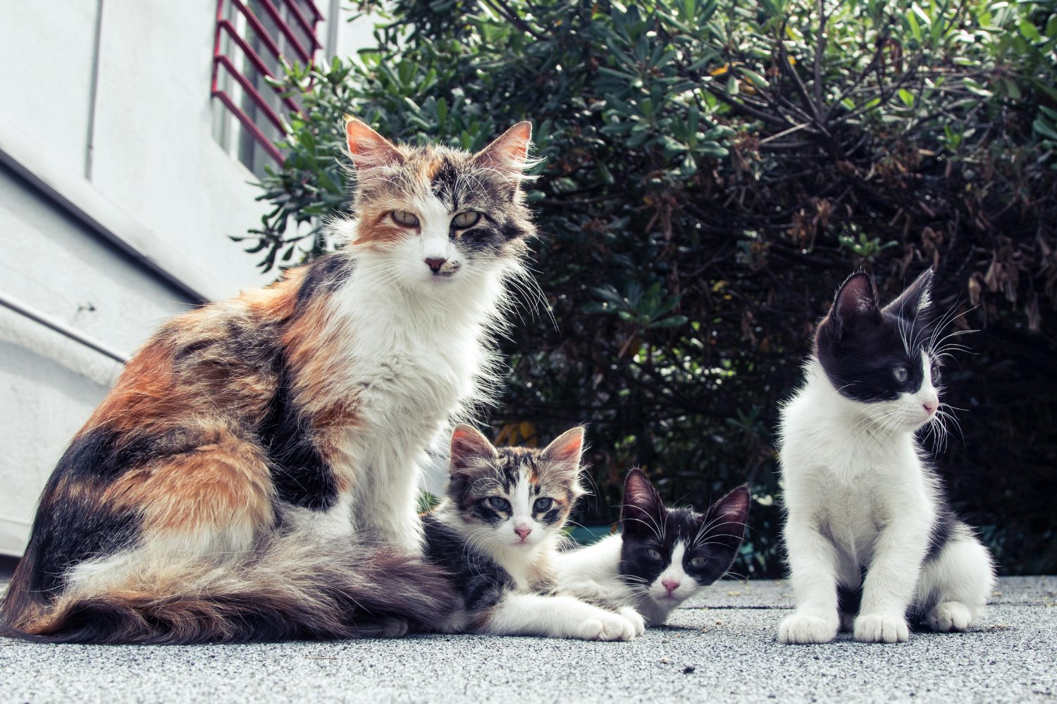 Por qué no entiendes a tu gato (y cómo eso podría estar arruinando vuestra convivencia)