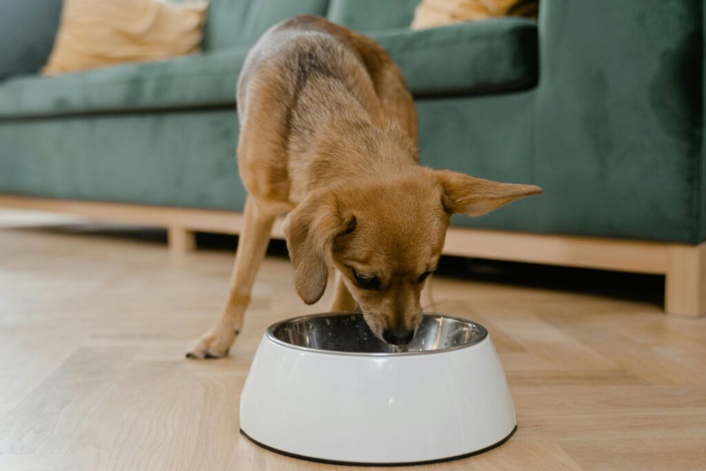 La verdad oculta tras la alimentación canina: ¿qué opción es realmente la mejor para tu perro?