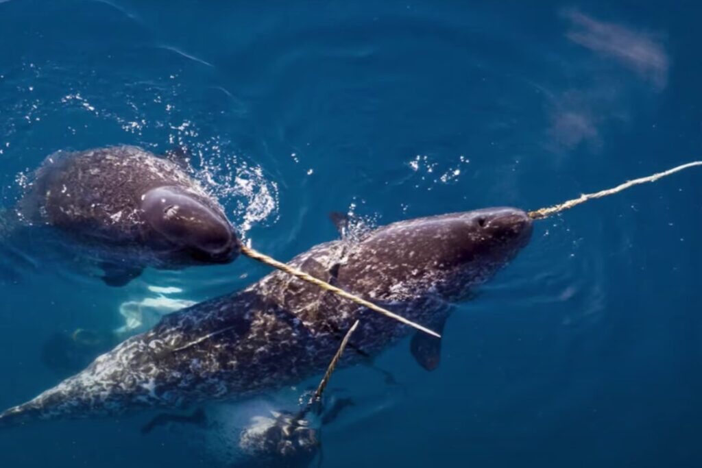 El enigmático colmillo del narval: lo que los científicos acaban de descubrir te sorprenderá