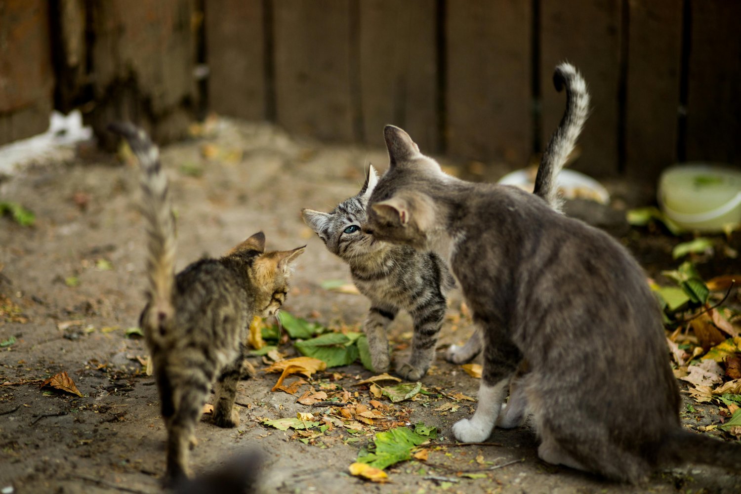 Por qué no entiendes a tu gato (y cómo eso podría estar arruinando vuestra convivencia)