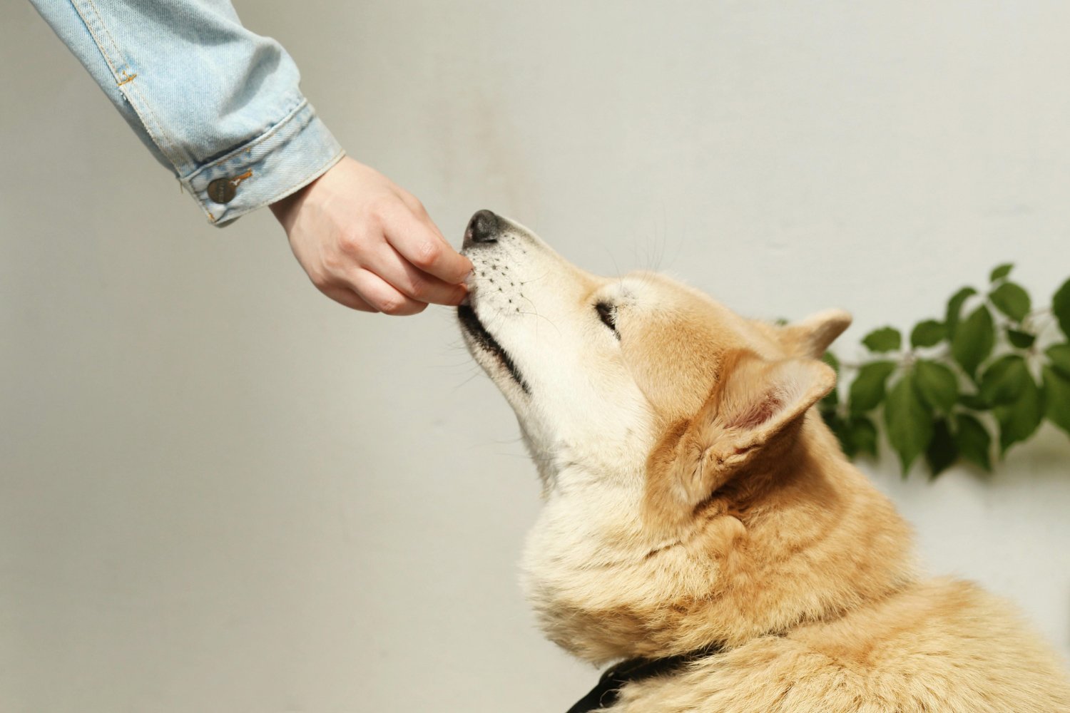 La verdad oculta tras la alimentación canina: ¿qué opción es realmente la mejor para tu perro?