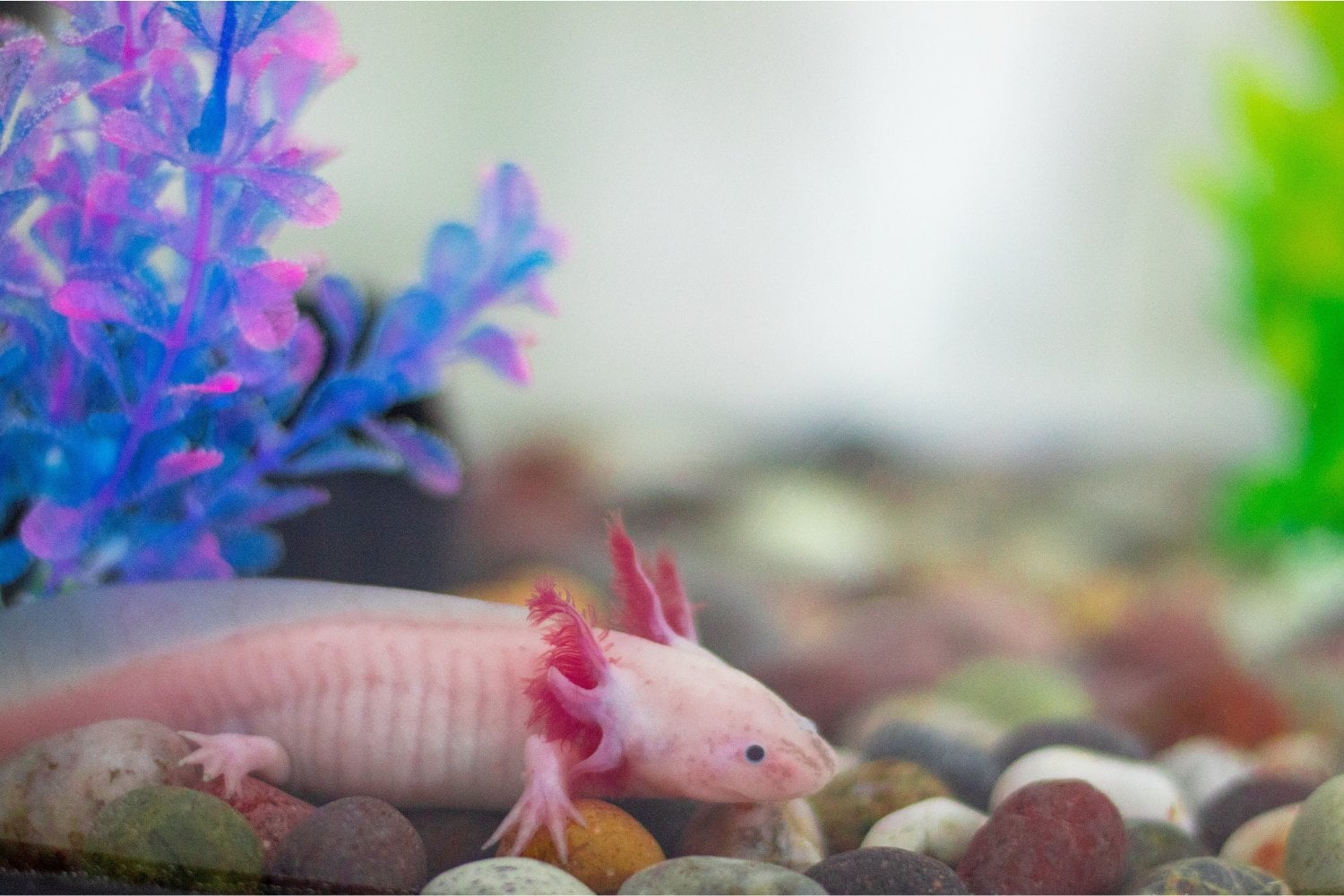 El secreto biológico que esconden unas salamandras con sonrisa permanente