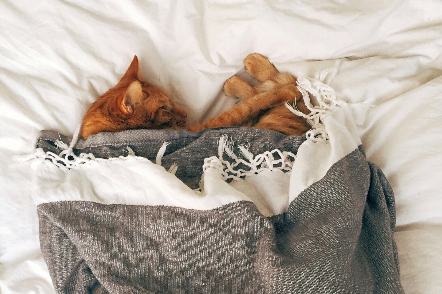 Lo que los gatos no dicen (pero sí sienten): claves para convivir con ellos sin malentendidos