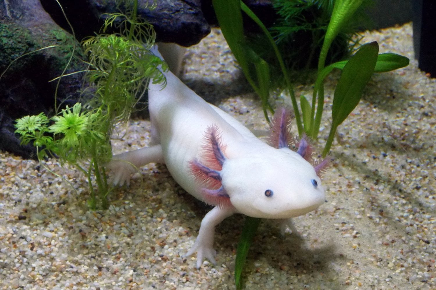 El secreto biológico que esconden unas salamandras con sonrisa permanente