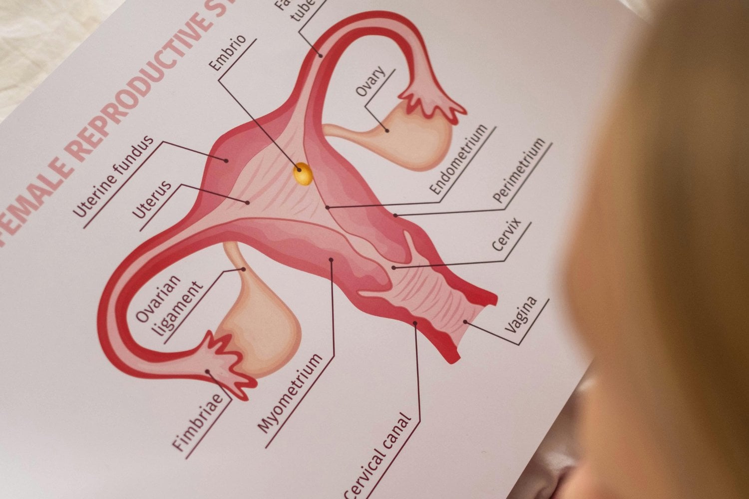 Los secretos ocultos del útero: lo que la ciencia está empezando a descubrir sobre su desarrollo y su relación con la enfermedad