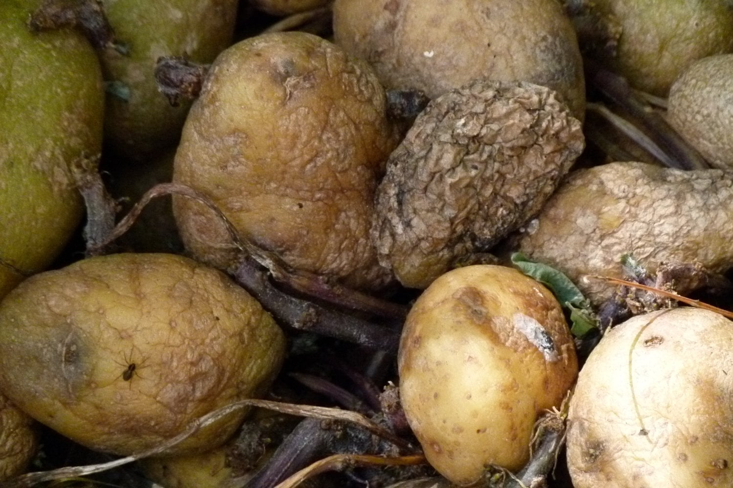¿Un perfume que salva tomates? El sorprendente hallazgo que podría revolucionar su conservación